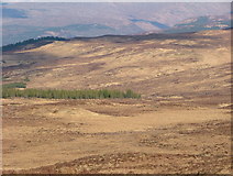 NM7957 : Edge of Liddesdale Plantation by Richard Laybourne