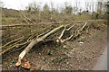 A laid hedge at Brookthorpe 