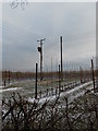 Electricity lines and Young Trees, Loddington Farm