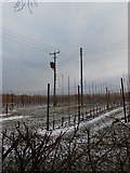 TQ7650 : Electricity lines and Young Trees, Loddington Farm by Danny P Robinson