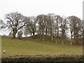 Fields near Rhiewport