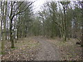 Path through woodland