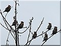 Waxwings near to Sainsbury