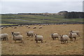 Sheep at Lowfoot Farm