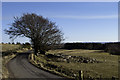 Tree by minor road near Knockfarrel