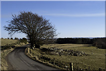 NH5057 : Tree by minor road near Knockfarrel by Peter Moore