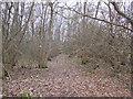 Woodland near Bishops Farm, Boughton Monchelsea