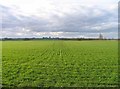 Fields by Astwick Road