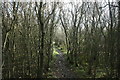 TQ8750 : Greensand Way through woodland by N Chadwick
