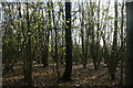 TQ8750 : Coppicing by the Greensand Way by N Chadwick