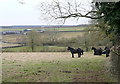 Ponies near Cleveley