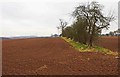 Field boundary, near Stone