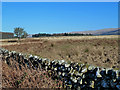 Rough Grazing Near Glentrool Village