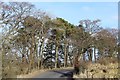 Minor road & woodland near East Drumloch