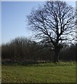 Farmland and tree