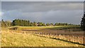 Wetland, Whitlaw