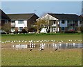 Geese and gulls on the green, Ferring