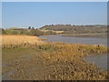 Reed beds