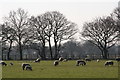 Ling Moor footpath