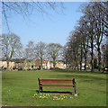 Crocuses on Cottenham Green