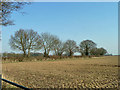 Hedgerow with trees