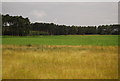 Arable land by the A11