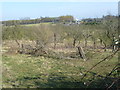 TQ9563 : Old orchard at Teynham by Marathon