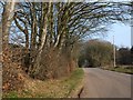 ST1305 : Long Lane and the woods of Dunkeswell Turbury by David Smith