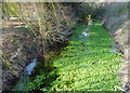 Watercress beds in a Faversham stream