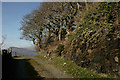 Along the Bridleway, Portmeirion, Gwynedd