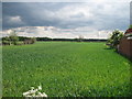 Farmland  SE  of  Stockton  Lane