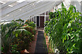 SP0583 : Inside the glasshouse at Winterbourne by Phil Champion