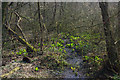 SP0583 : American skunk-cabbage in the woods below Edgbaston Pool by Phil Champion