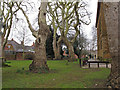 SP4540 : Trees in St Mary's Churchyard, Banbury by Roger Jones