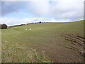 Milton Abbas, sheep grazing