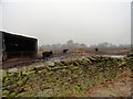 Cattle near Red Houses