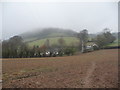 View to Coed y Bwnydd from a path near Betws Newydd