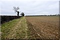 Field edge east of Charlton