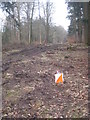 Orienteering control site beside a forest track in Fonthill Abbey Wood