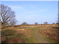 Westleton Common