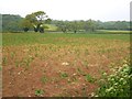 Crop north of Slough Green