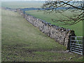 Wall rising on north side of Lothersdale