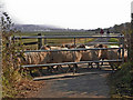 SS5233 : Sheep crossing the Tarka Trail near Fremington Quay by Roger A Smith