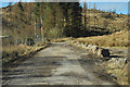 Track into the forest near Tarbert