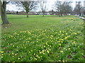 Daffodils alongside Rose Hill