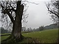 Sheep pasture south of Binsoe Grange