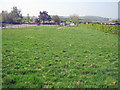 Paddocks at Barton in the Beans