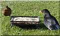 Male and female blackbirds, Rhymney