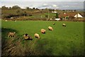SX8866 : Sheep near Ganders Park by Derek Harper