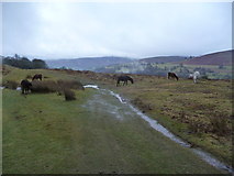 SO2824 : Ponies near the Dialgarreg Stone by Jeremy Bolwell